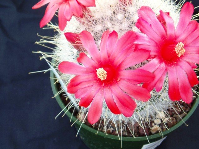 Mammillaria_senilis_1